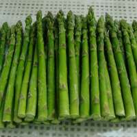 FD Freeze dried Asparagus strips